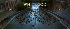 whitegod2