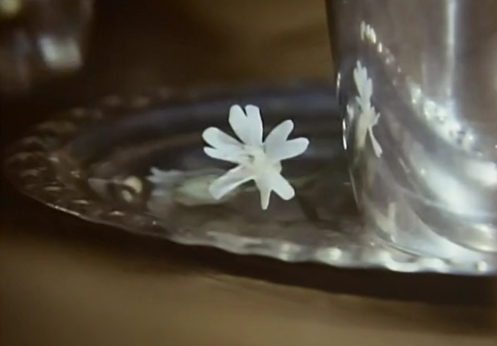 A white campion flower.